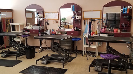 5 Ways You’re Spreading Germs in Your Grooming Salon - Tool Klean