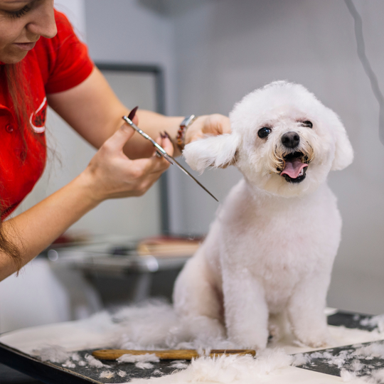 Dog being groomed on table