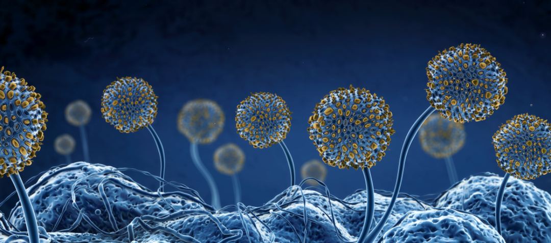 Mold Mitigation Myths: Does UV Light Kill Mold? - Tool Klean