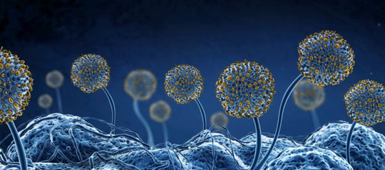 Mold Mitigation Myths: Does UV Light Kill Mold? - Tool Klean