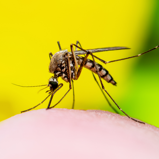 UV Light and Mosquito Control: How Effective is it in Eliminating Mosquito Eggs