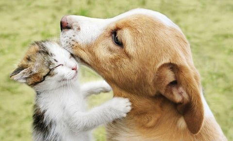 UV & THE PET INDUSTRY - Tool Klean