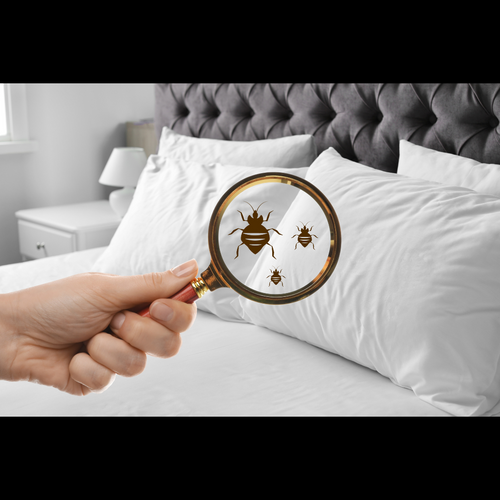 Bed Bug Services