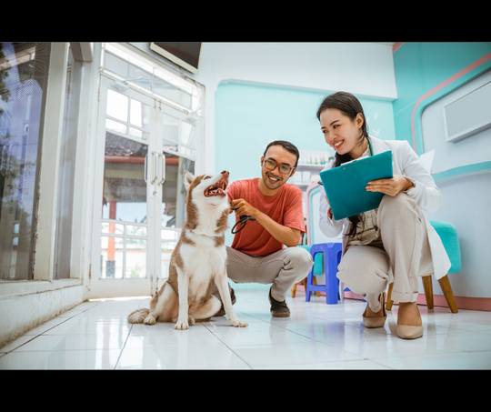 The Best Sanitizer Options for Pet Facilities: Keeping Grooming Salons, Daycares, Kennels, and Clinics Germ-Free