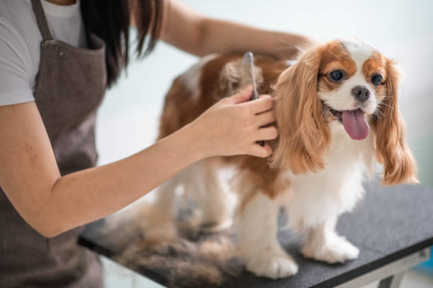 The Best Cleaning Products for Pet Groomers