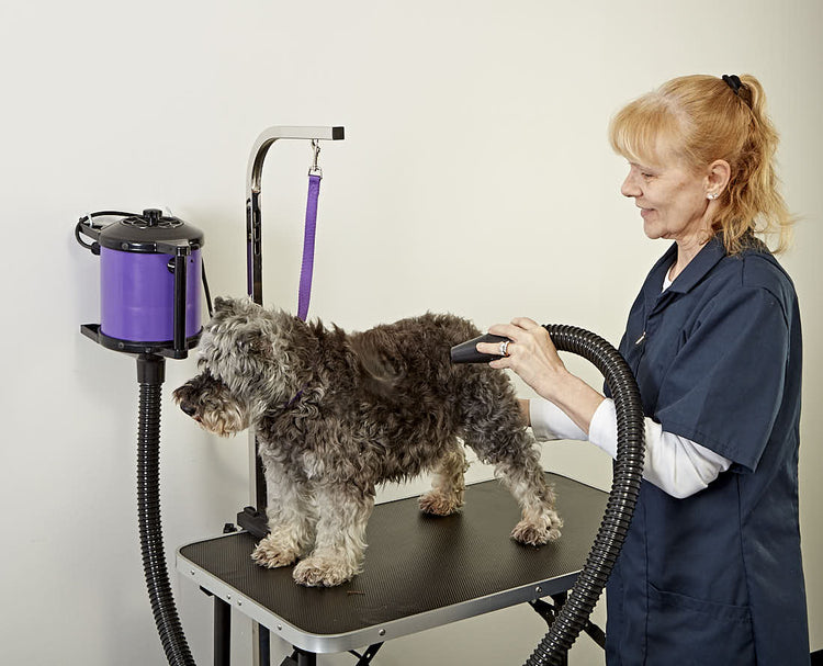 Woman using GustyAir Mini High Velocity Portable Dog Hair Dryer on a dog