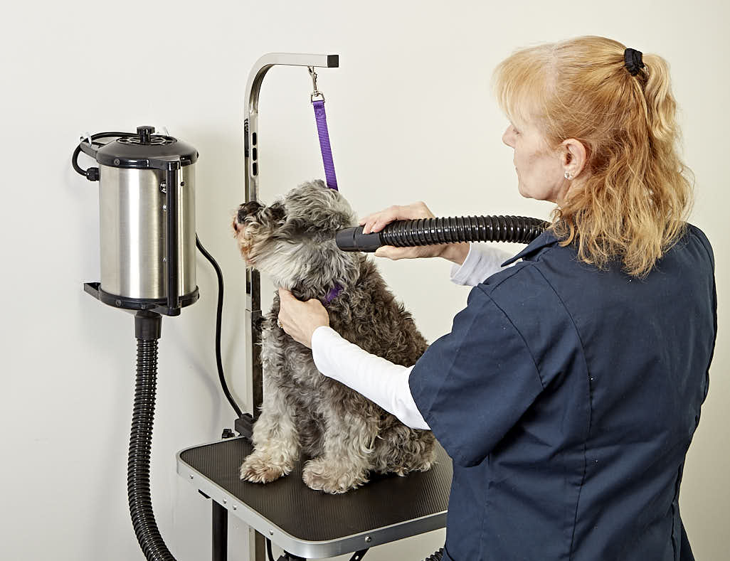 Best dog grooming dryer best sale